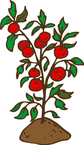 在花园床上种植番茄图片下载