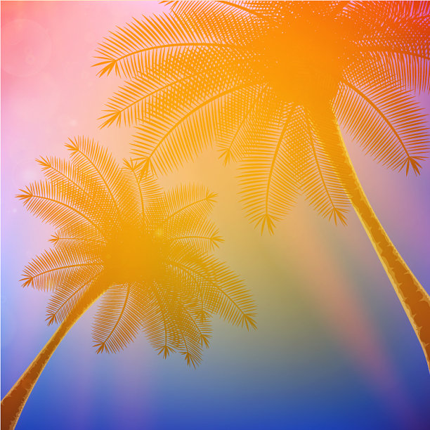 棕榈树和美丽的日落图片下载