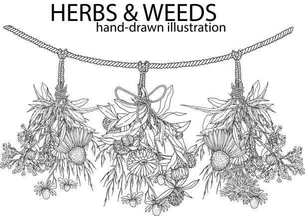 三束草药挂在一个图片下载