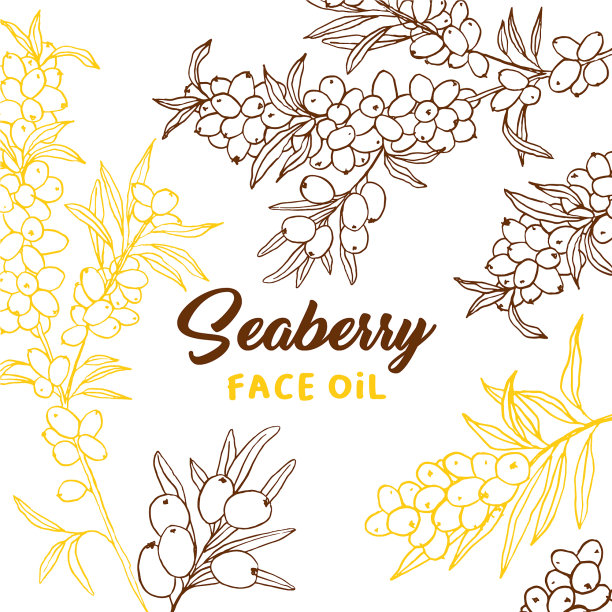 沙棘树枝手绘轮廓图片下载