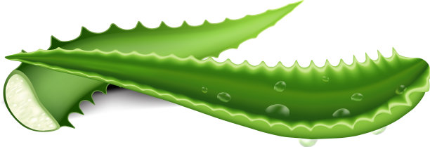 芦荟叶图标卡通风格图片下载