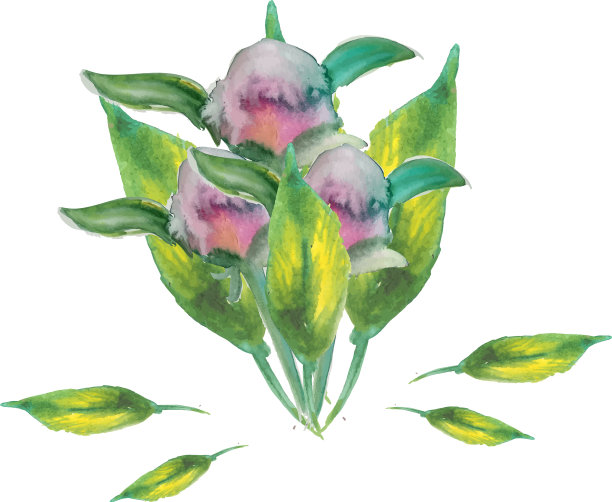 心叶牡丹玫瑰花束，甜蜜的家图片下载