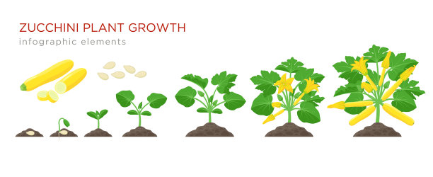 西葫芦植物从种子发芽生长开花图片下载