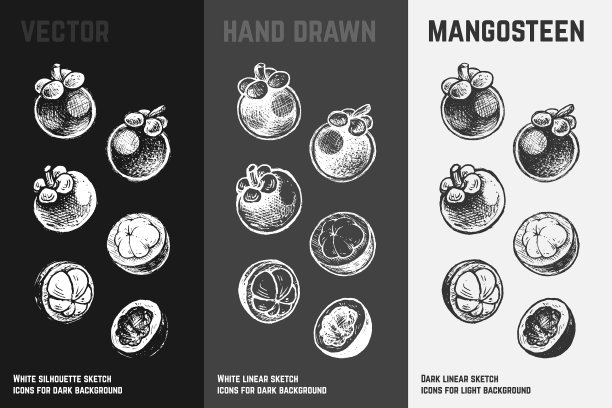 手绘山竹水果素描集图片下载