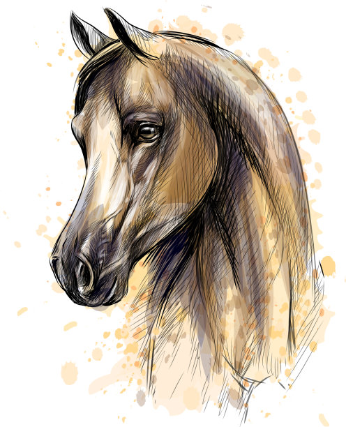 马头像从溅水彩图片下载
