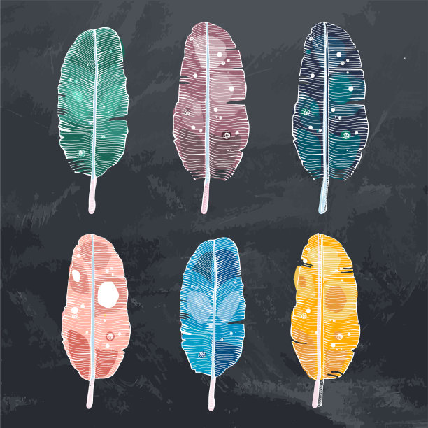 鸟羽毛彩色详细设置孤立上图片下载