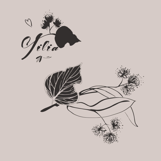 手绘菩提树枝与叶和花图片下载