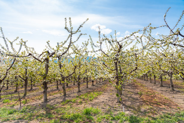 盛开的樱花树在蓝天和明亮的阳光在春天的果园图片下载