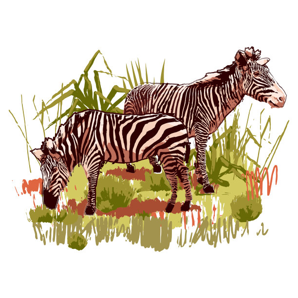 两只斑马站在草原景观图片下载