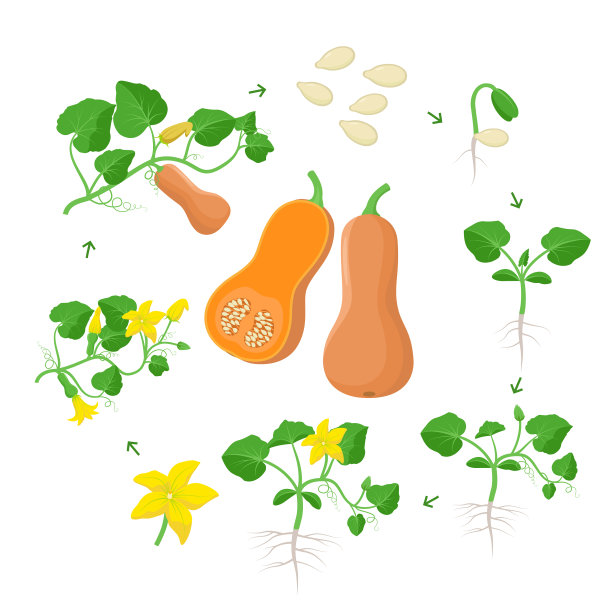 瓜类植物生长阶段信息图图片下载