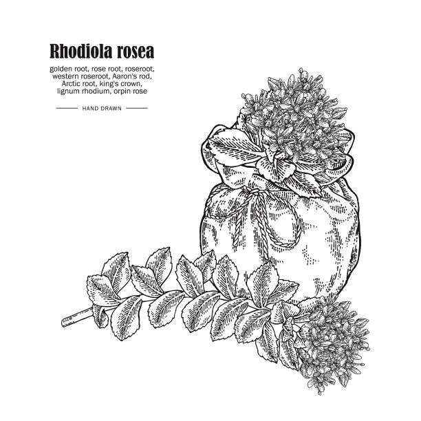 红景天或金根上孤立图片下载