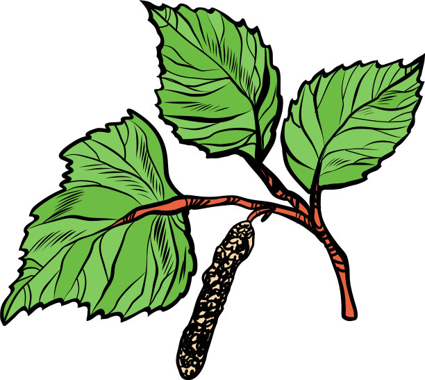 桦树叶自然公园和森林图片下载