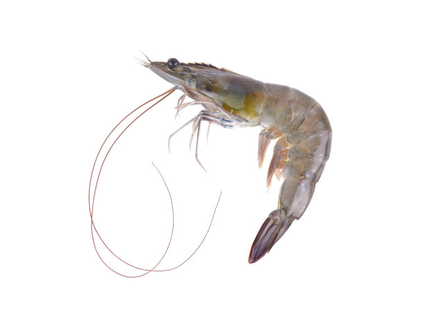 鲜虾孤立在白色背景上。图片下载