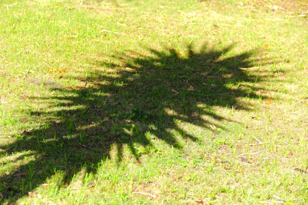 影子在草地上。自然背景。图片下载