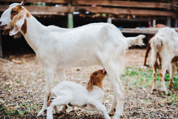 小山羊在农场喝妈妈的奶图片下载