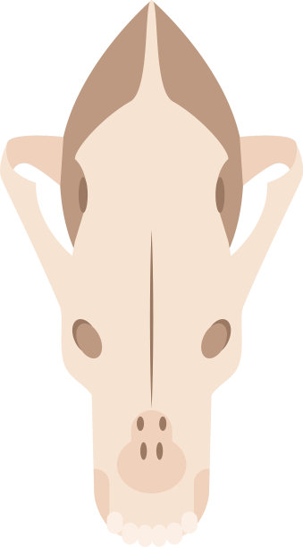 动物短桨平图片下载