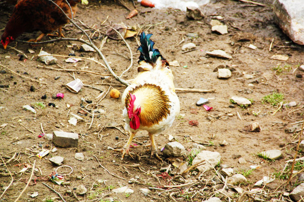 夏天在有机农场外面吃草的白公鸡和鸡。在欧洲农村放养公鸡和母鸡，拉脱维亚。动物友好型有机农业图片下载