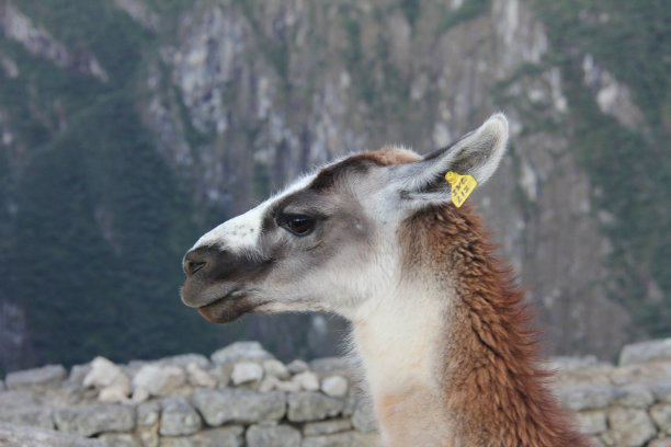 马丘比丘城(秘鲁)图片下载