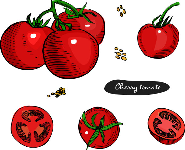 番茄套手绘详细图片下载
