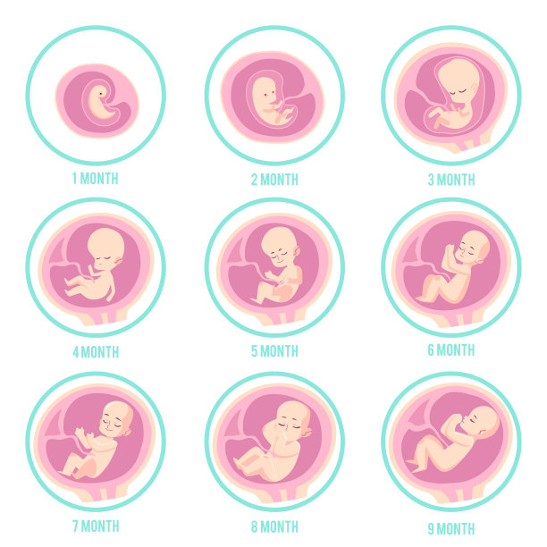 胎儿发育阶段信息图图片下载