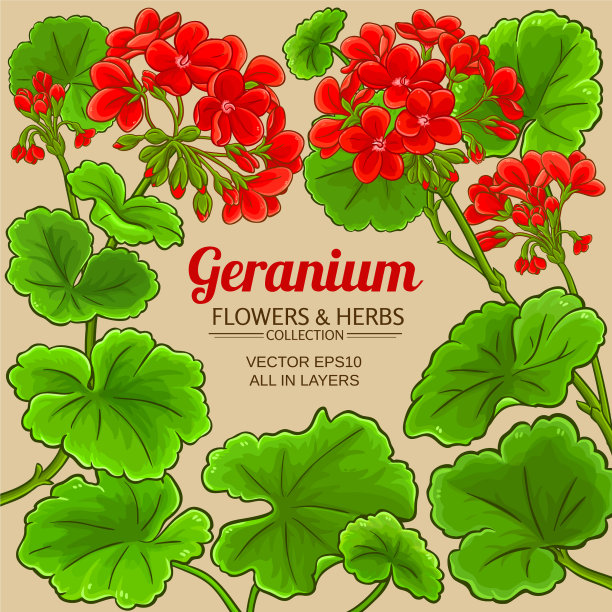 天竺葵框架图片下载