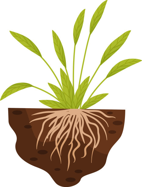 具有宽叶和细根的植物图片下载