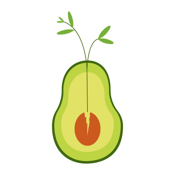 鳄梨扁芽植物健康食品图片下载