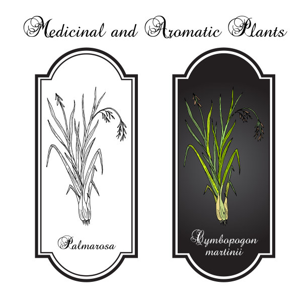 药用植物马提尼草图片下载