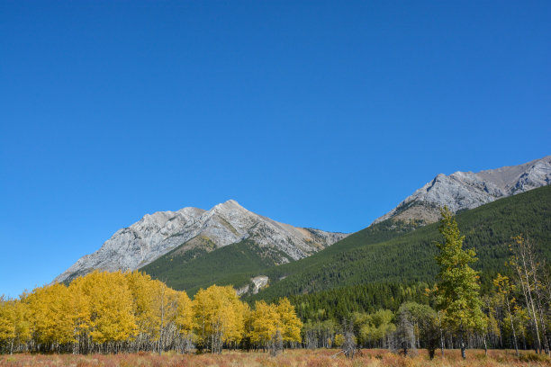 加拿大亚伯达省班夫国家公园山上草地的绚丽秋色图片下载
