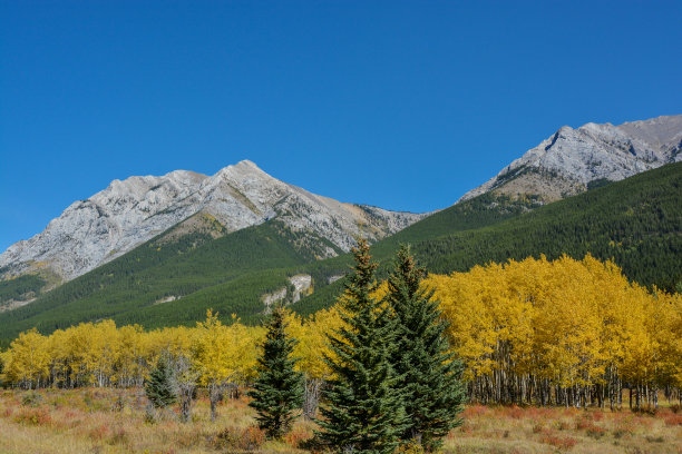 加拿大亚伯达省班夫国家公园山上草地的绚丽秋色图片下载