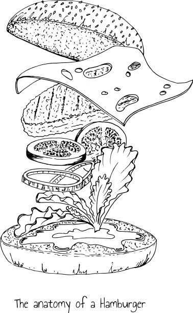 汉堡的解剖图片下载