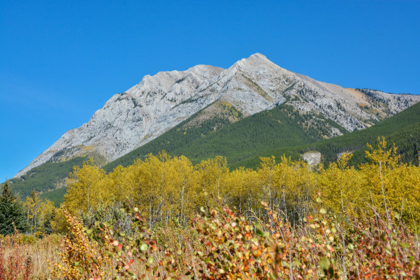 加拿大亚伯达省班夫国家公园山上草地的绚丽秋色图片下载