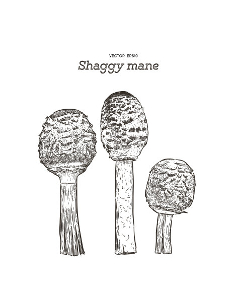 蓬松的鬃毛蘑菇手绘草图图片下载