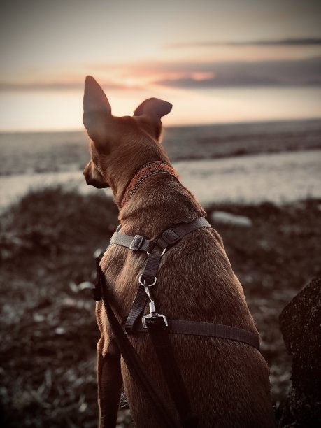 狗看日落图片下载