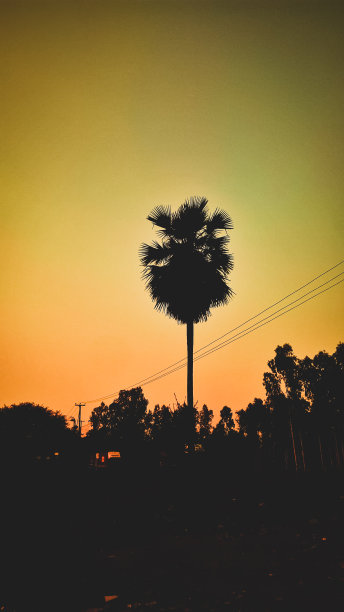 椰子树图片下载