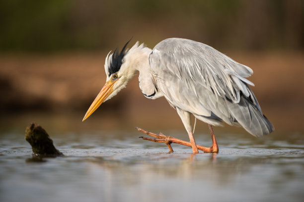 一个灰色苍鹭的近距离肖像与皱羽，站在水里图片下载