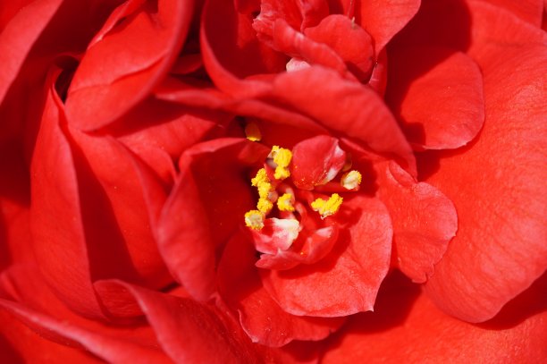 美丽的红色山茶花花瓣宏。盛开的山茶花的花蕾图片下载