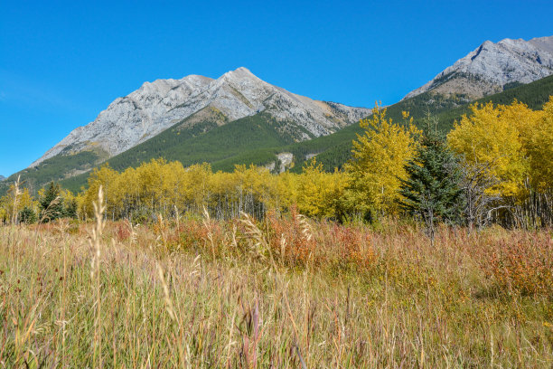 加拿大亚伯达省班夫国家公园山上草地的绚丽秋色图片下载