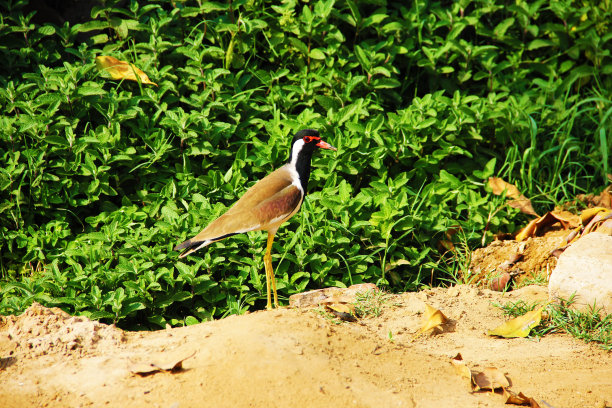 绿色抽象的乡村农场里的鸟图片下载