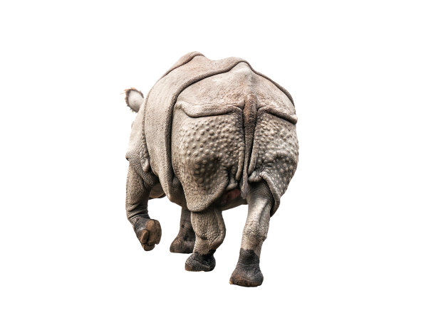 白犀牛屁股图片下载