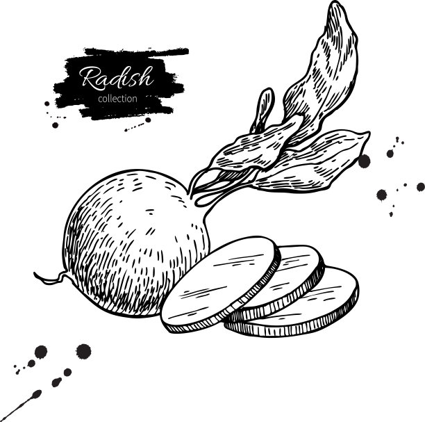 萝卜手绘孤立图片下载