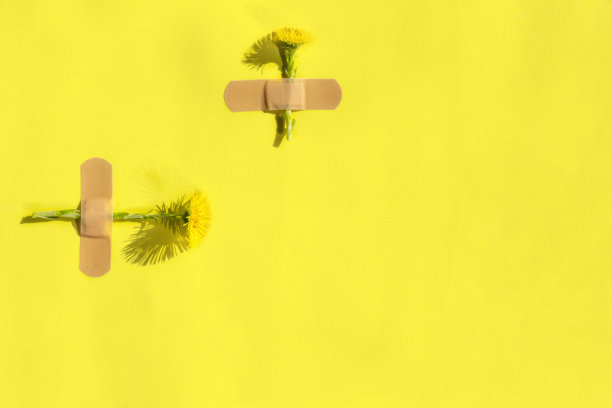 鲜嫩款冬花，贴有胶布，底色为黄色。草药治疗、天然化妆品、生态系统的创新医学理念。俯视图，平放，复制空间素材图片