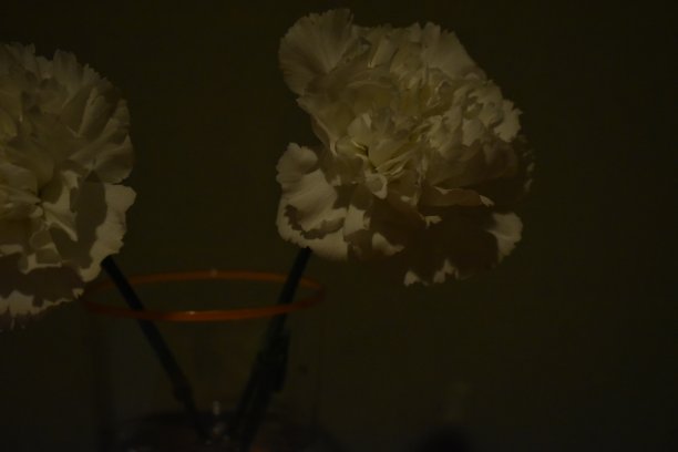 康乃馨图片下载