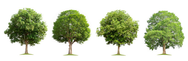 在白色背景上设置集合树隔离图片下载