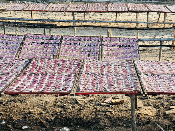 晒干的鱿鱼在自然背景下干燥。食物保存。太阳干鱿鱼。图片下载