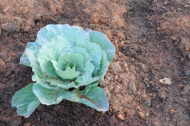 一种生长在带有花园装饰区蔬菜床上的年轻卷心菜图片下载