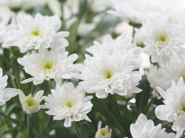 窗台上的菊花微距照片。阳光明媚的早晨，在舒适的家。图片下载