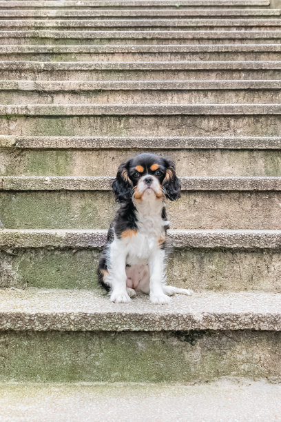 狗骑士查尔斯国王，肖像图片下载