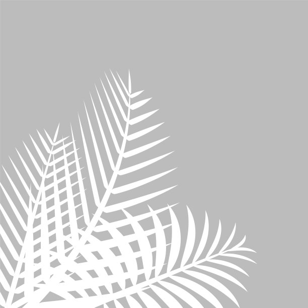 椰叶白在灰墙上作背景，棕榈树叶白影，花叶白影在灰上，插图自然叶白影图案在灰墙上，复制空间为横幅图片下载
