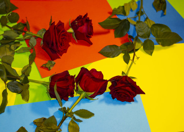 五朵红玫瑰在多色的背景上图片下载